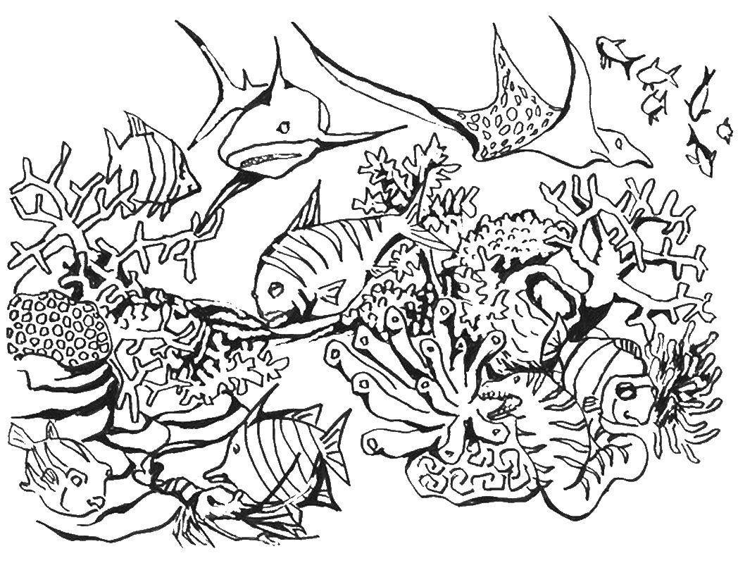 Raskrasil.com-Coral-Reef-Coloring-Page-107