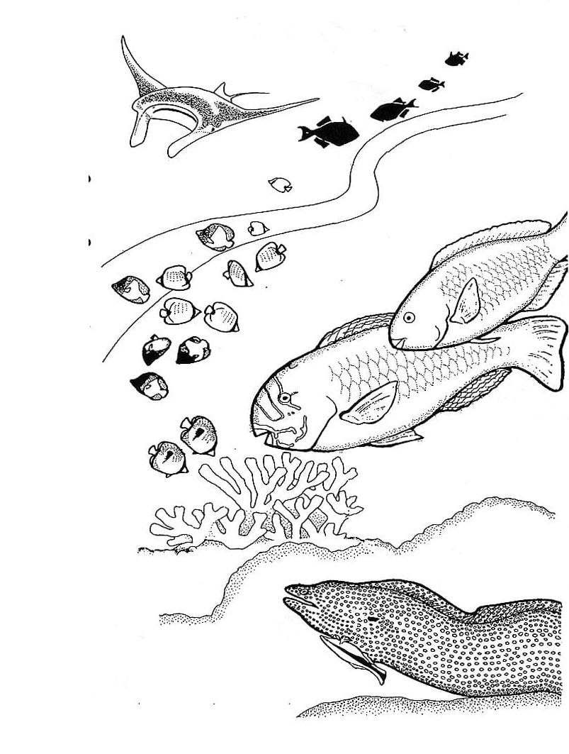 Raskrasil.com-Coral-Reef-Coloring-Page-38