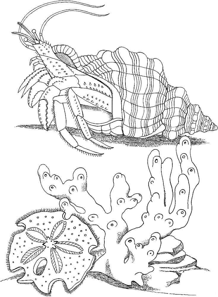 Raskrasil.com-Coral-Reef-Coloring-Page-74