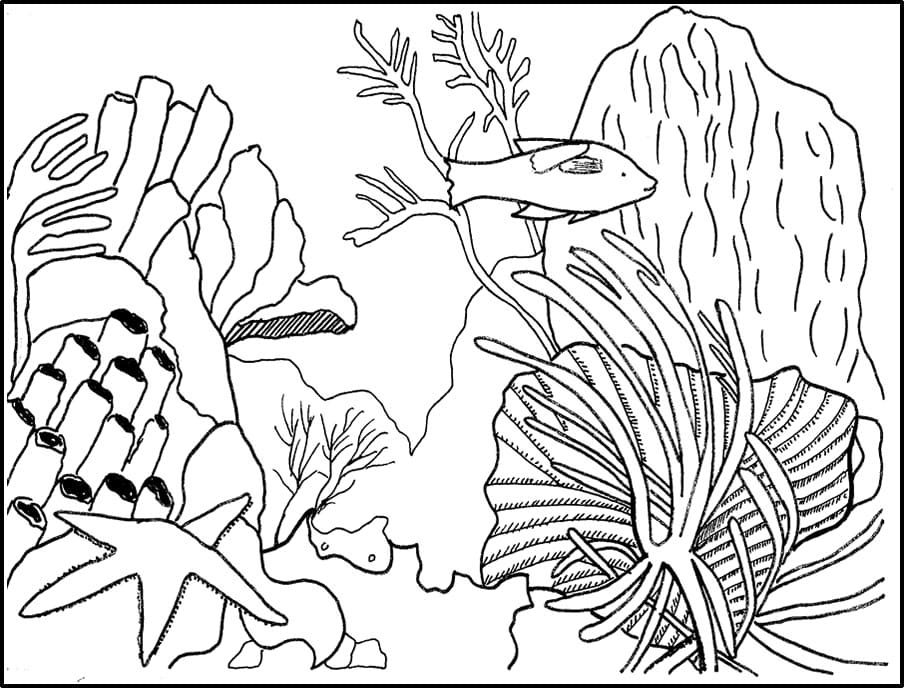 Raskrasil.com-Coral-Reef-Coloring-Page-85