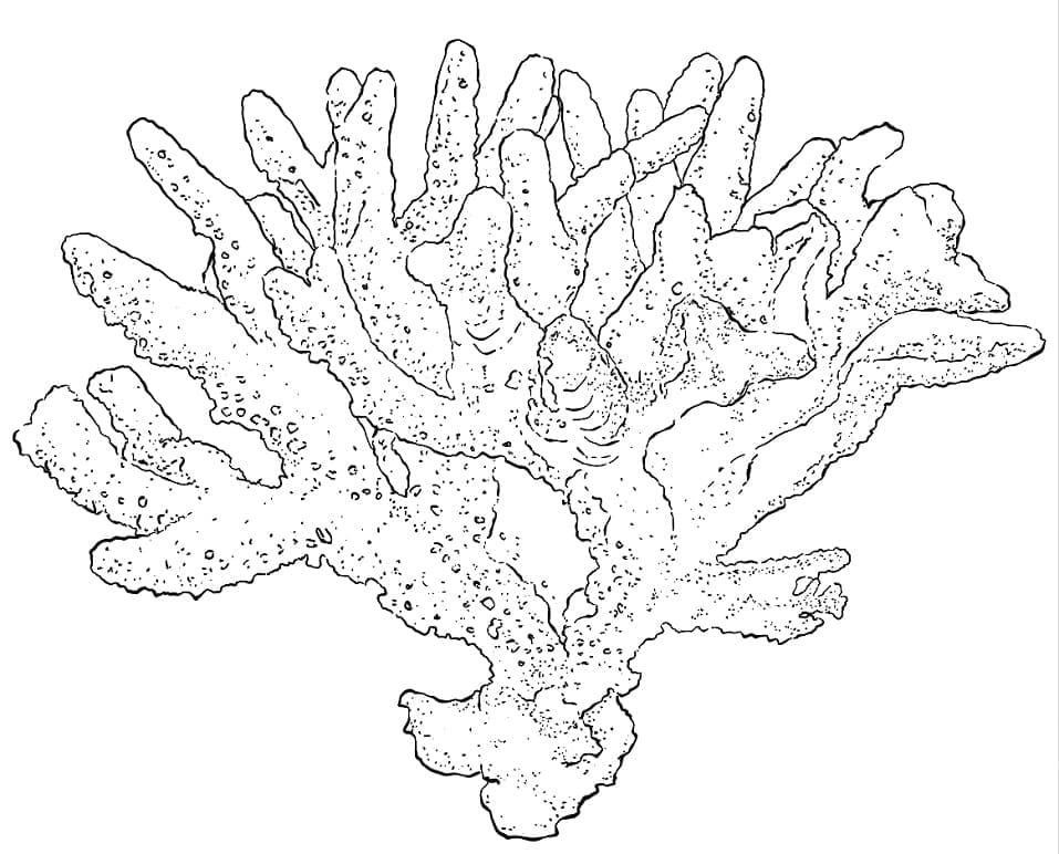 Raskrasil.com-Coral-Reef-Coloring-Page-87