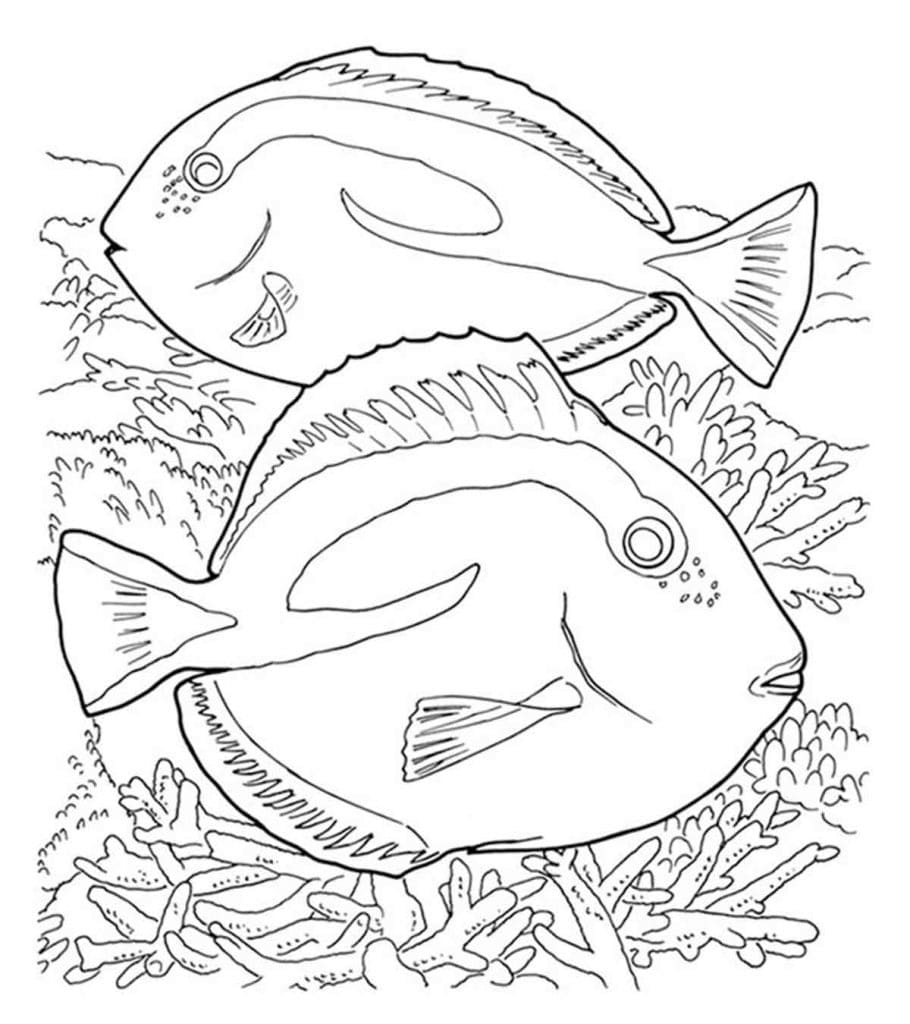 Raskrasil.com-Coral-Reef-Coloring-Page-92