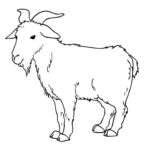 Raskrasil.com-Goat-Coloring-Pages-11