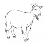 Raskrasil.com-Goat-Coloring-Pages-15