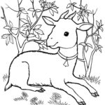 Raskrasil.com-Goat-Coloring-Pages-25