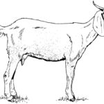 Raskrasil.com-Goat-Coloring-Pages-3