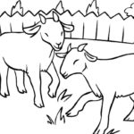 Raskrasil.com-Goat-Coloring-Pages-30