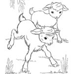 Raskrasil.com-Goat-Coloring-Pages-36