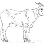 Raskrasil.com-Goat-Coloring-Pages-46
