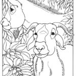 Raskrasil.com-Goat-Coloring-Pages-47