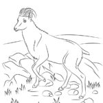 Raskrasil.com-Goat-Coloring-Pages-64