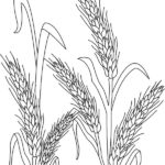 Raskrasil.com-Harvest-Coloring-Pages-82
