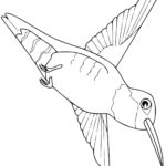 Raskrasil.com-Hummingbird-Coloring-Pages-248