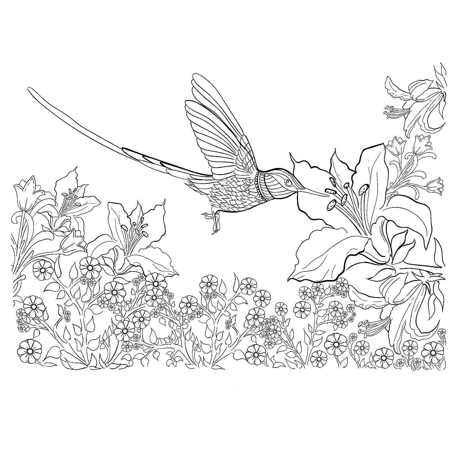 Ausmalbilder Kolibri | Kostenlos Malvorlagen zum Ausdrucken