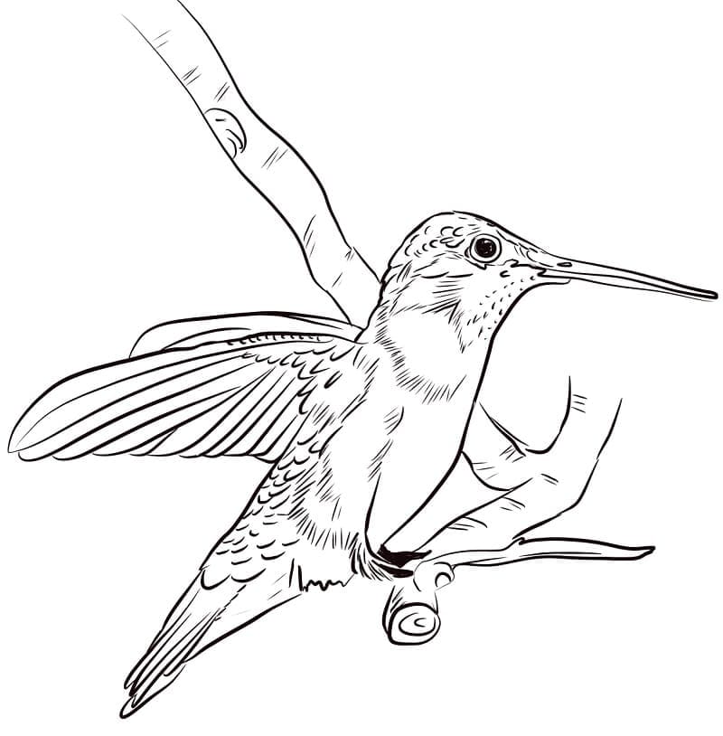 Ausmalbilder Kolibri | Kostenlos Malvorlagen zum Ausdrucken