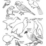 Raskrasil.com-New-Zealand-Coloring-Pages-2
