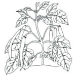 Raskrasil.com-Plants-Coloring-Pages-100