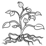 Raskrasil.com-Plants-Coloring-Pages-2