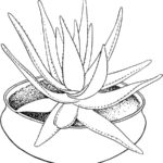 Raskrasil.com-Plants-Coloring-Pages-22