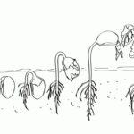 Raskrasil.com-Plants-Coloring-Pages-31