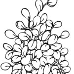Raskrasil.com-Plants-Coloring-Pages-32