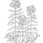 Raskrasil.com-Plants-Coloring-Pages-33