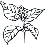 Raskrasil.com-Plants-Coloring-Pages-40