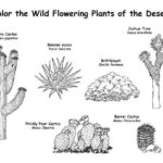 Raskrasil.com-Plants-Coloring-Pages-43