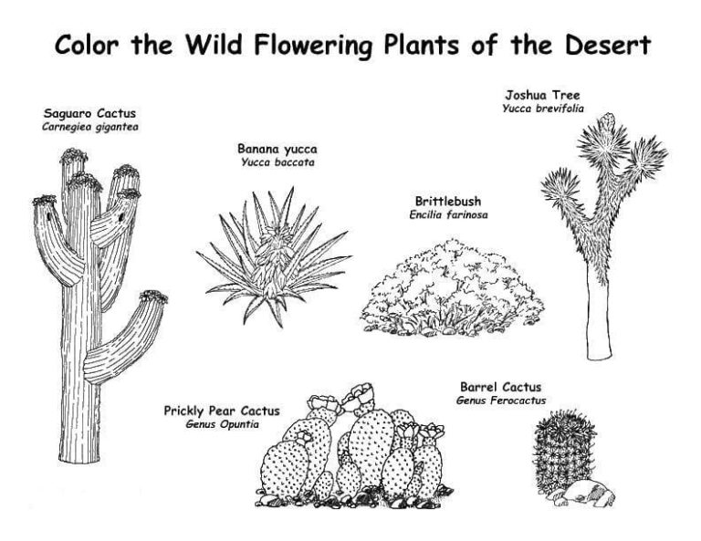 Coloriage Plantes à imprimer