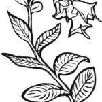 Raskrasil.com-Plants-Coloring-Pages-53