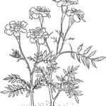 Raskrasil.com-Plants-Coloring-Pages-54