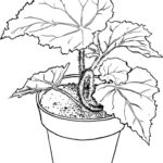 Raskrasil.com-Plants-Coloring-Pages-57