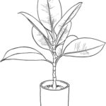 Raskrasil.com-Plants-Coloring-Pages-65