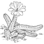 Raskrasil.com-Plants-Coloring-Pages-66