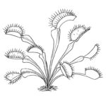 Raskrasil.com-Plants-Coloring-Pages-74