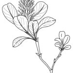 Raskrasil.com-Plants-Coloring-Pages-76