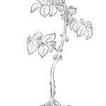 Raskrasil.com-Plants-Coloring-Pages-77