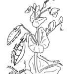 Raskrasil.com-Plants-Coloring-Pages-81