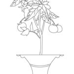 Raskrasil.com-Plants-Coloring-Pages-86