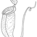 Raskrasil.com-Plants-Coloring-Pages-87