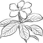 Raskrasil.com-Plants-Coloring-Pages-89
