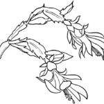 Raskrasil.com-Plants-Coloring-Pages-96