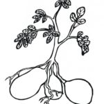 Raskrasil.com-Plants-Coloring-Pages-99