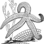 Raskrasil.com-Starfish-Coloring-Pages-28