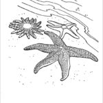 Raskrasil.com-Starfish-Coloring-Pages-33