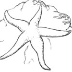 Raskrasil.com-Starfish-Coloring-Pages-39