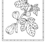 Raskrasil.com-Tu-Bishvat-Coloring-Pages-4