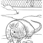 Raskrasil.com-Zoo-Coloring-Pages-38