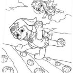 Raskrasil.com-Zuma-Paw-Patrol-coloring-pages-40