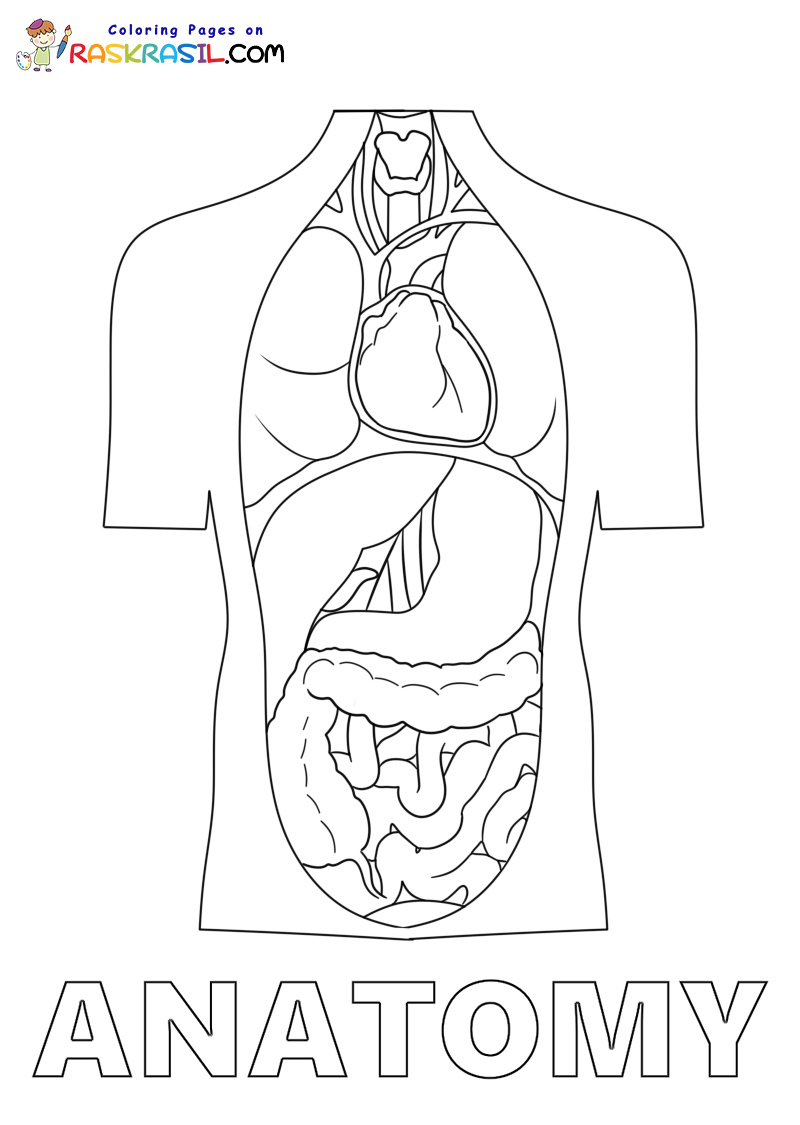Raskrasil.com-Anatomy-Coloring-Pages-Body